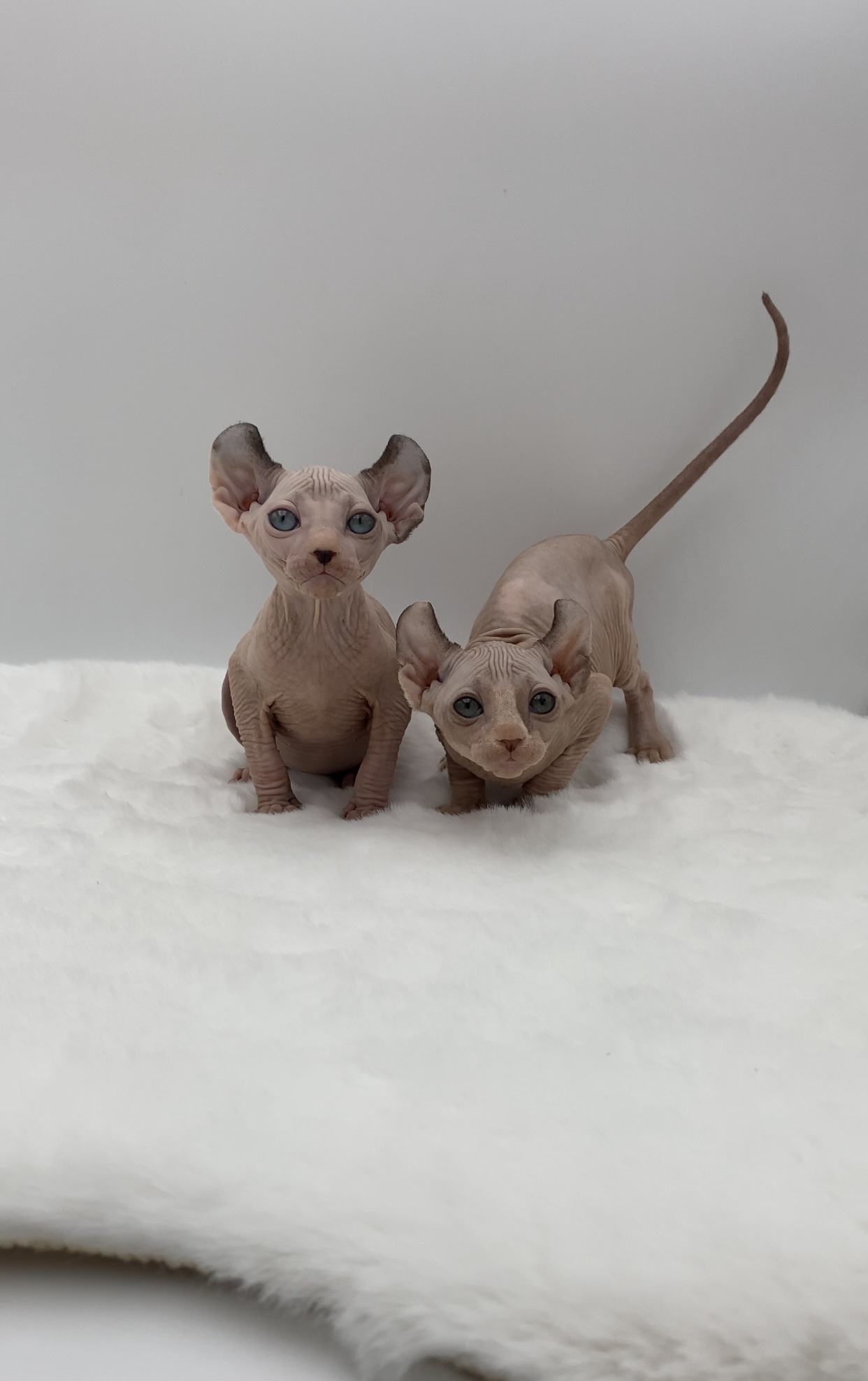 Sphynx cats in Dubai
